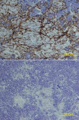 R&D Systems Mouse Artemin Biotinylated A